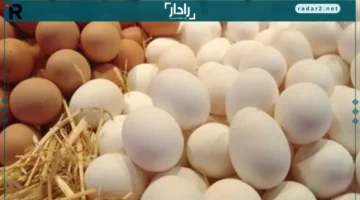 ارتفاع أسعار البيض في كفر الشيخ السبت 11 أكتوبر 2025
